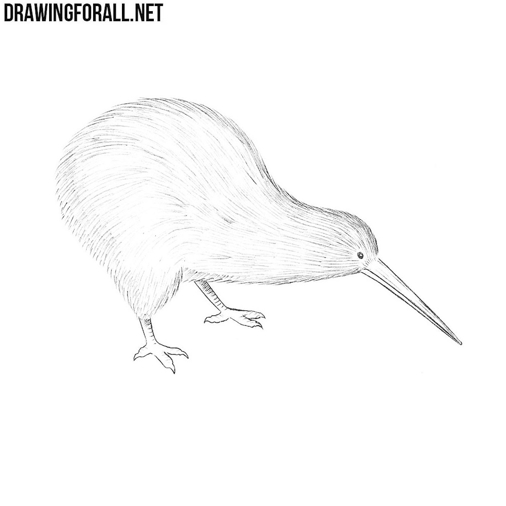 How To Draw A Kiwi Bird - vrogue.co