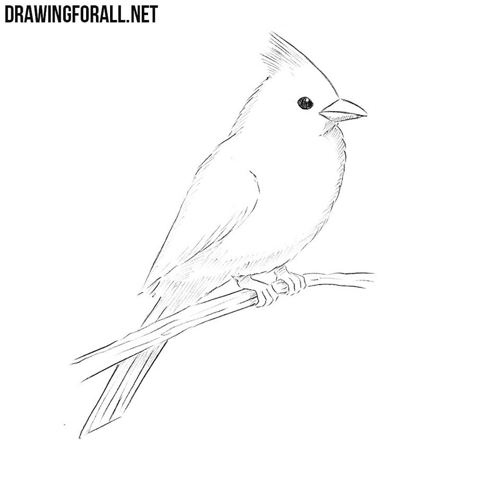 cardinal line drawing
