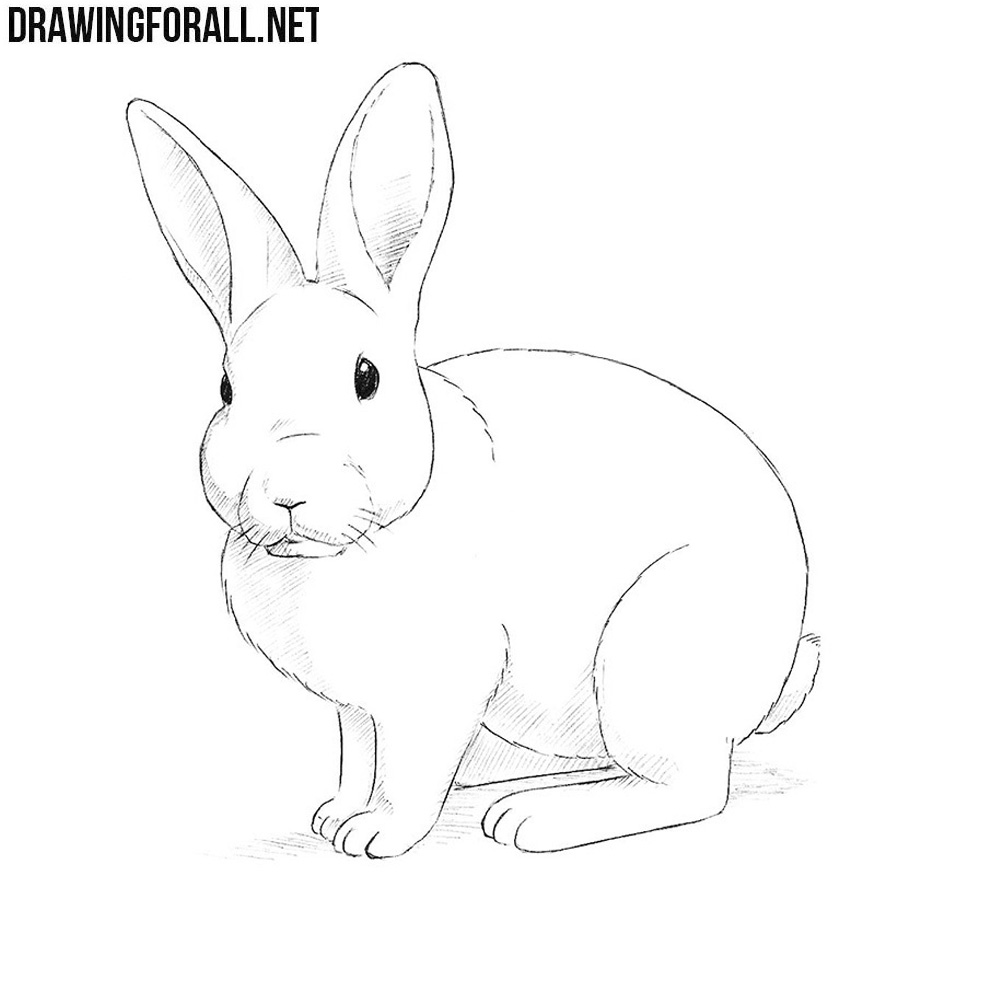 Rabbit Drawing Easy Video  Rabbit drawing easy Easy cartoon drawings Rabbit  drawing