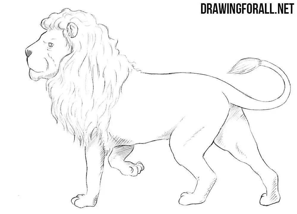 How to Draw Lion Face  Head Step by Step  EasyDrawingTips