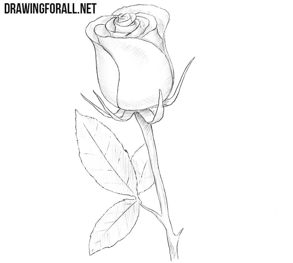 How to draw step-wise beautiful rose flower bud. creation step • wall  stickers back to school, vector, instructing | myloview.com