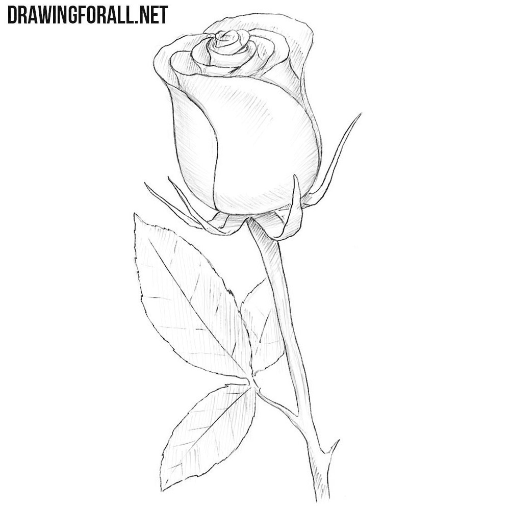 How to Draw a Rose Easy | Drawingforall.net