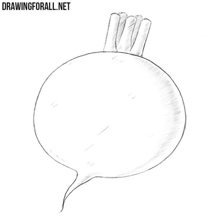 How to draw turnip | Drawingforall.net