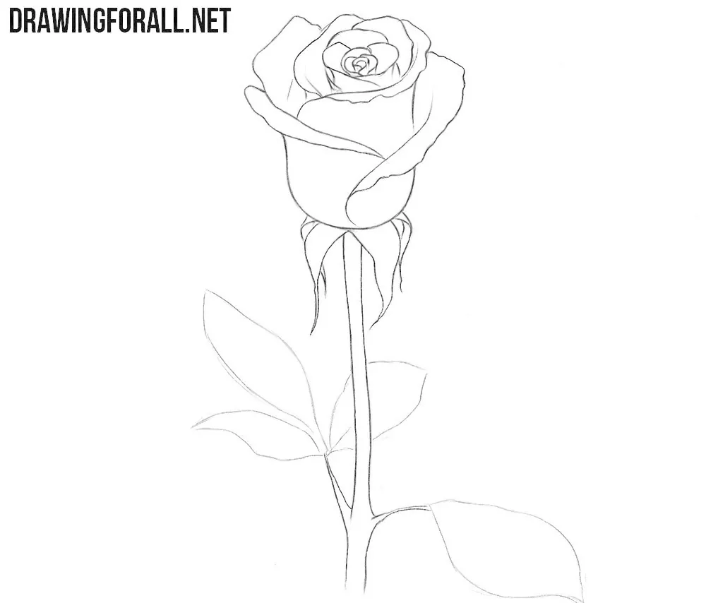 Tutorial  How to Draw a Realistic Rose  YouTube