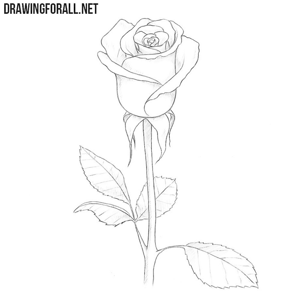 How to draw a rose: easy step-by-step rose drawing