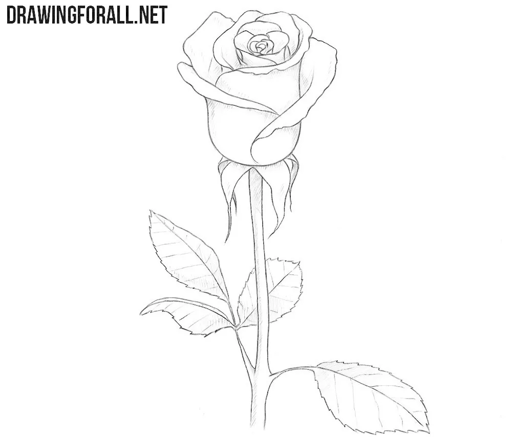 Coloring Rose Drawing Illustration Outline Sketch Vector Real Rose Drawing  Real Rose Outline Real Rose Sketch PNG and Vector with Transparent  Background for Free Download
