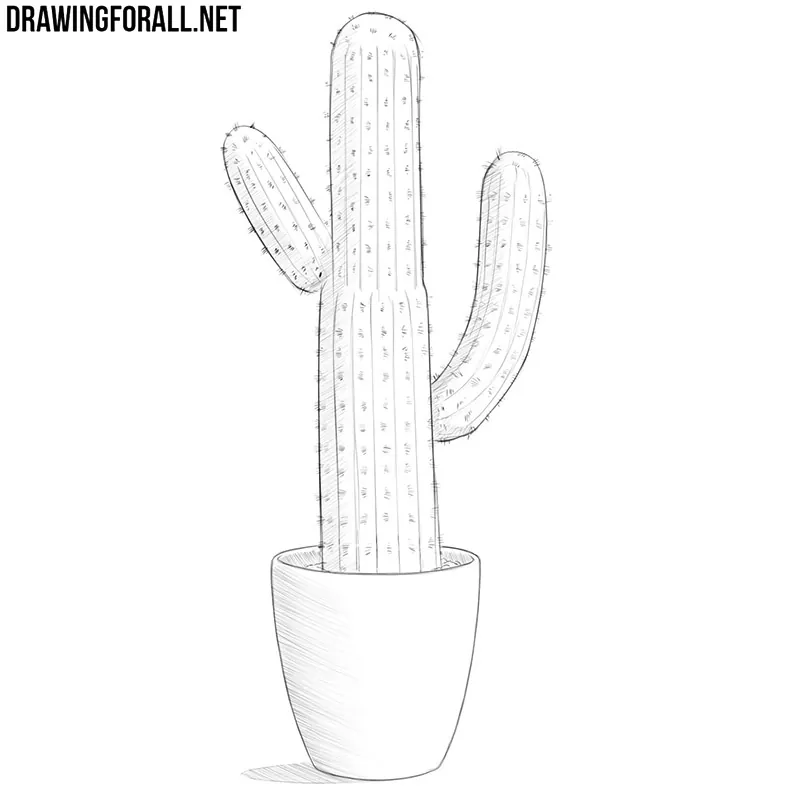 Sketch of cactus or hand drawn desert plant  Stock Illustration 64209575   PIXTA