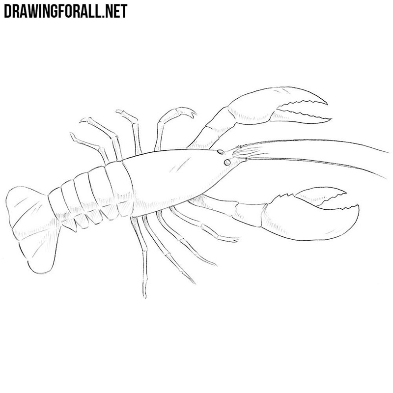 Cajun Cuisine Drawing Crayfish Line Art Clip Art PNG 500x500px Cajun  Cuisine Artwork Black And White