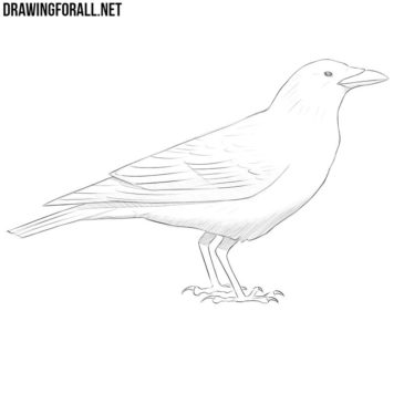 How to draw a crow | Drawingforall.net