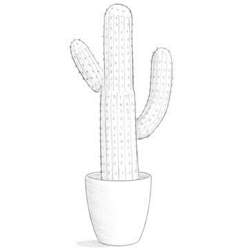 How To Draw A Cactus Flower Step By Step Pencil Sketch Cactus Flower  Drawing  YouTube
