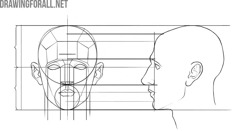 drawing head proportions
