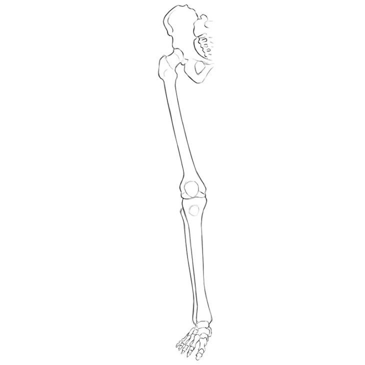 leg bones anatomy