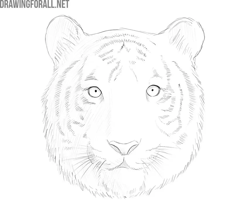 tiger face black and white simple