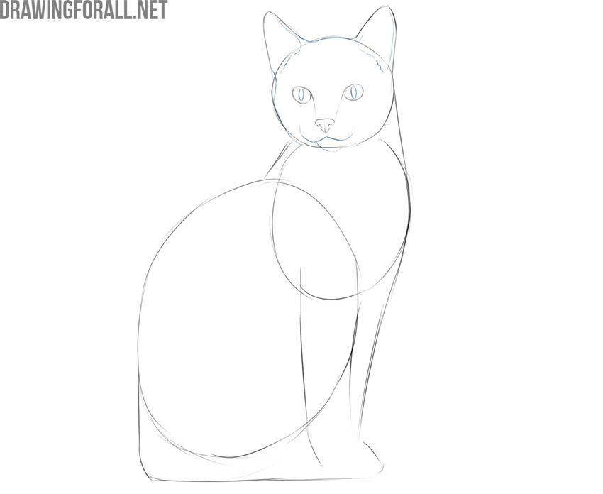 easy step by step cat face drawing