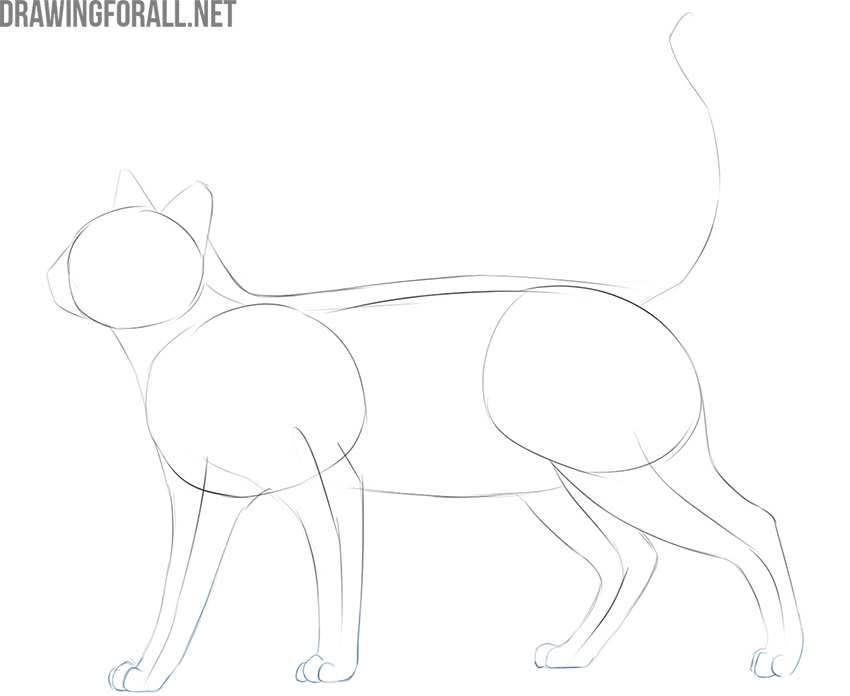 how to draw a cat easy but realistic | Drawingforall.net