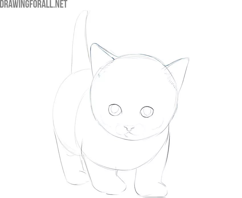 how to draw a realistic kitten step by step