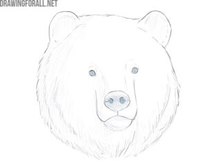 How to Draw a Bear Face