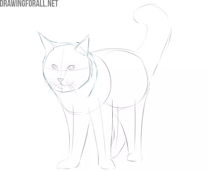 how to draw a maine coon