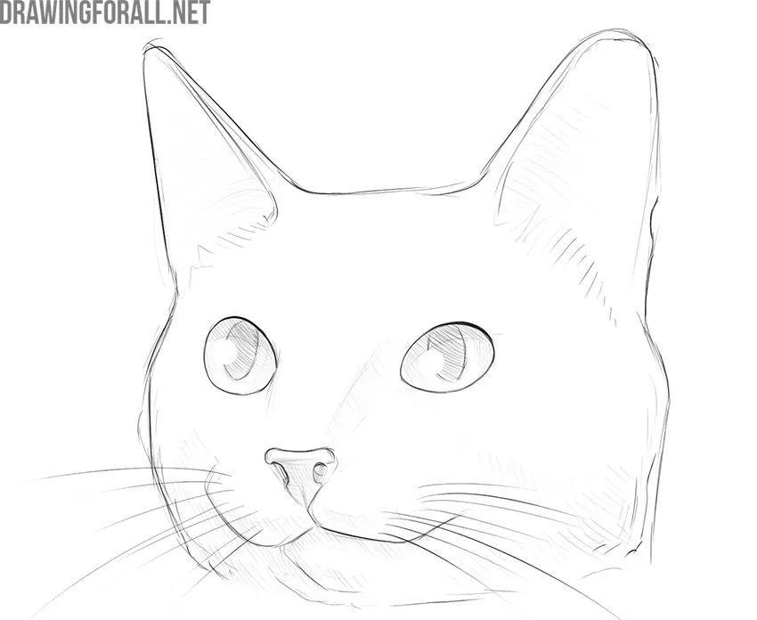 how to draw a cute cat step by step easy