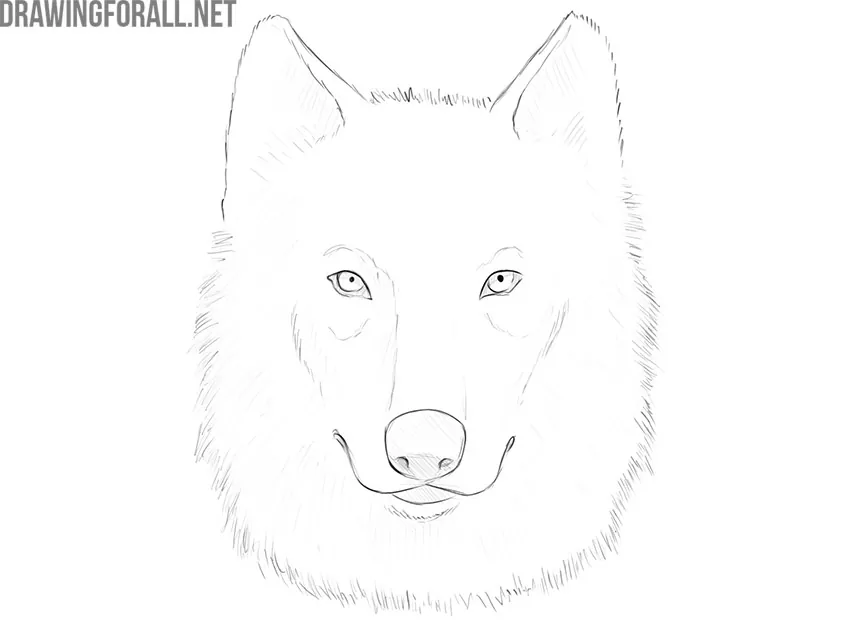 How to Draw a Baby Wolf - Really Easy Drawing Tutorial