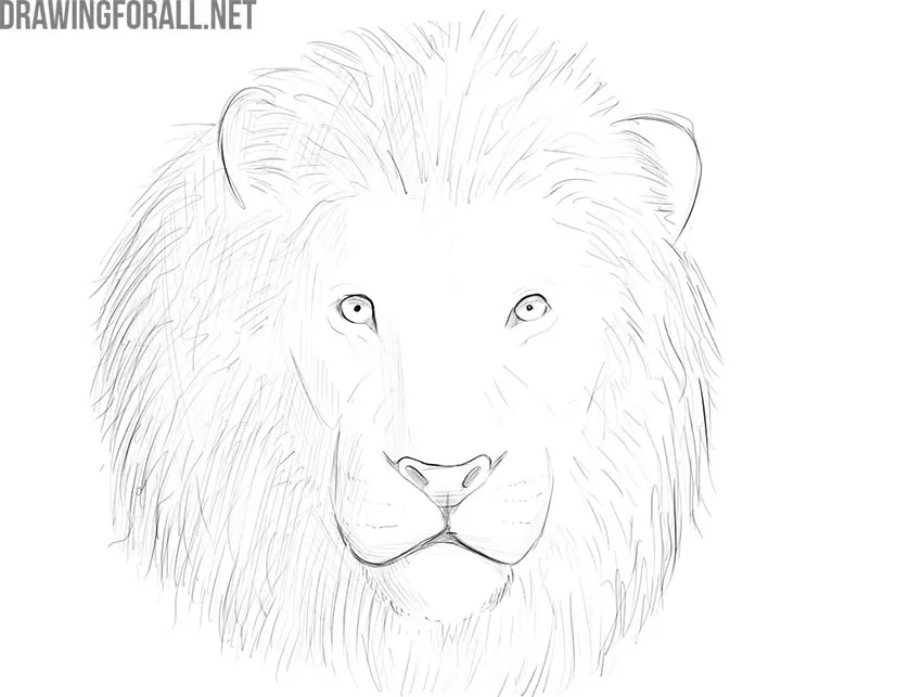 How to Draw a Realistic Lion Head Step by Step  Animals Drawing Tutorial   YouTube