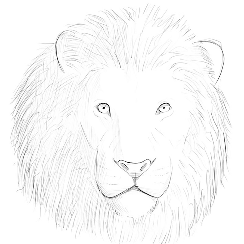 Lion Drawing Tutorial - How to draw Lion step by step