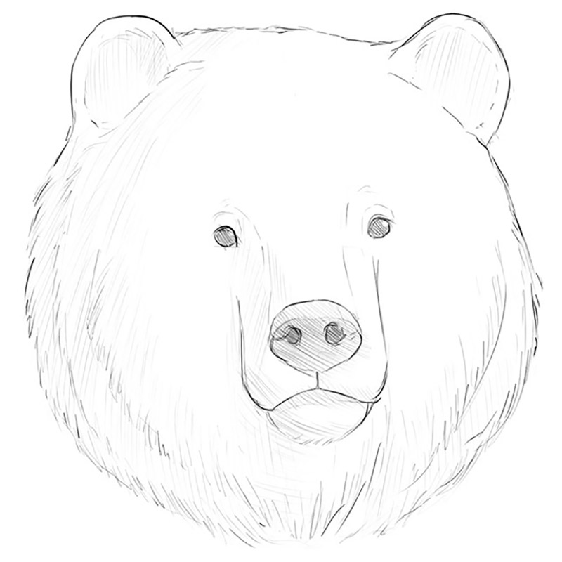 bear face outline
