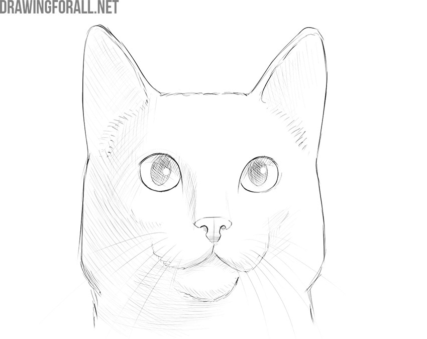easy draw cat face