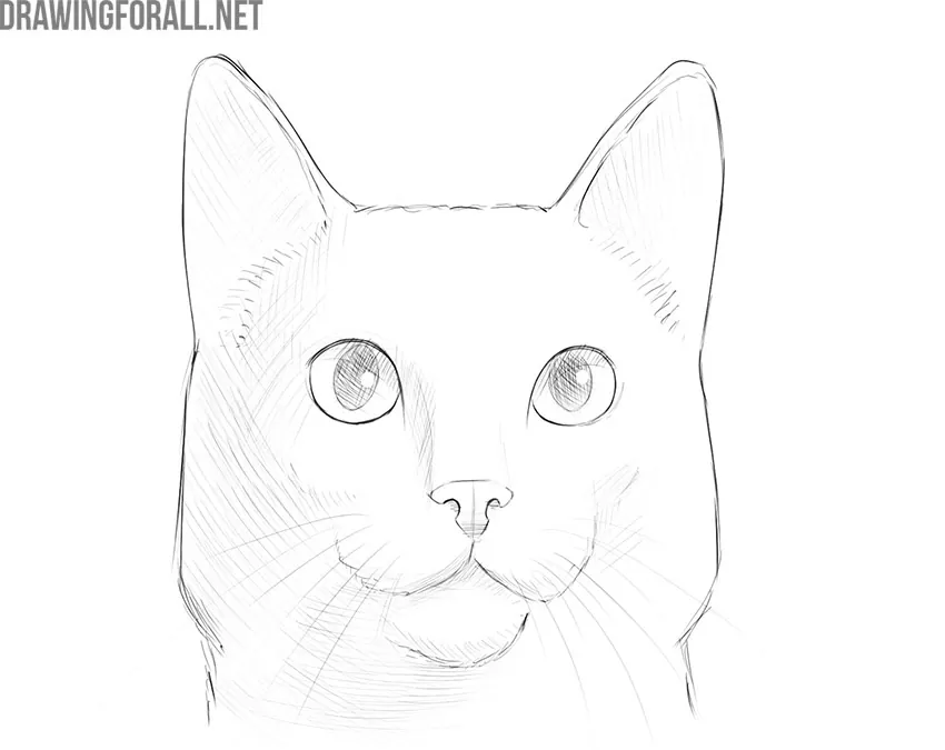 Semi Realistic Cat Drawing by SlimyRat on DeviantArt