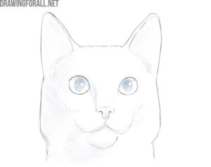 how to draw a cat face easy | Drawingforall.net