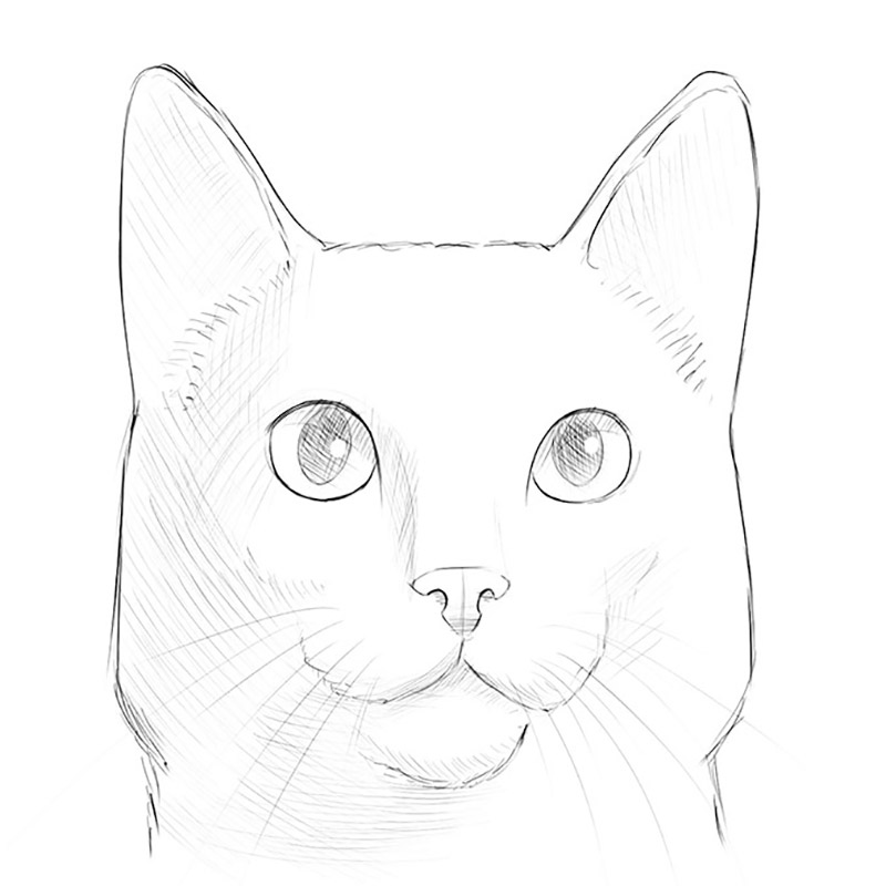 how to draw a cat face step by step