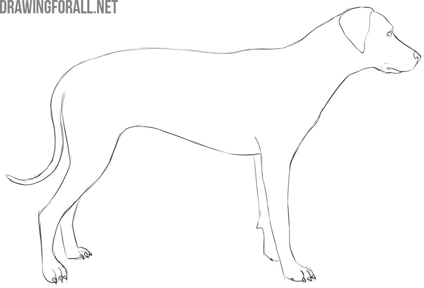 simple dog drawing step by step