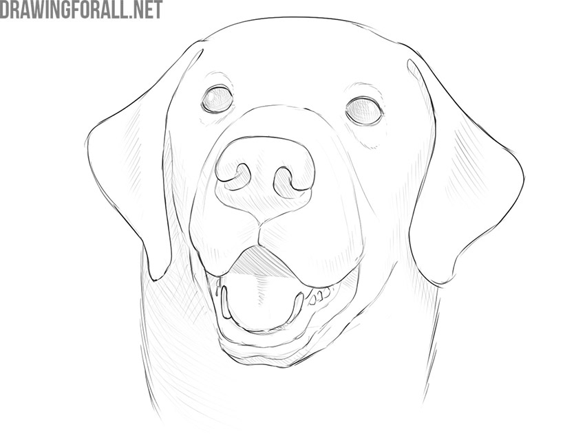 how to draw a simple dog face
