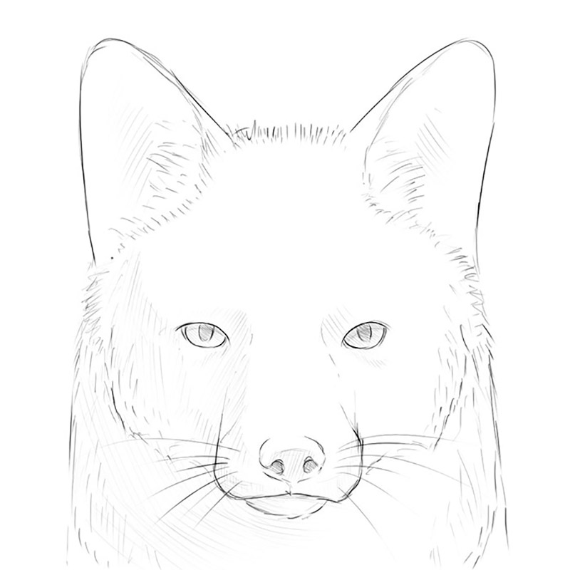 fox drawing