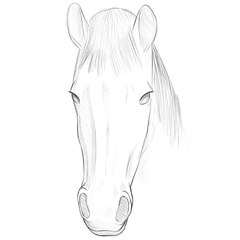 how to draw a simple horse head