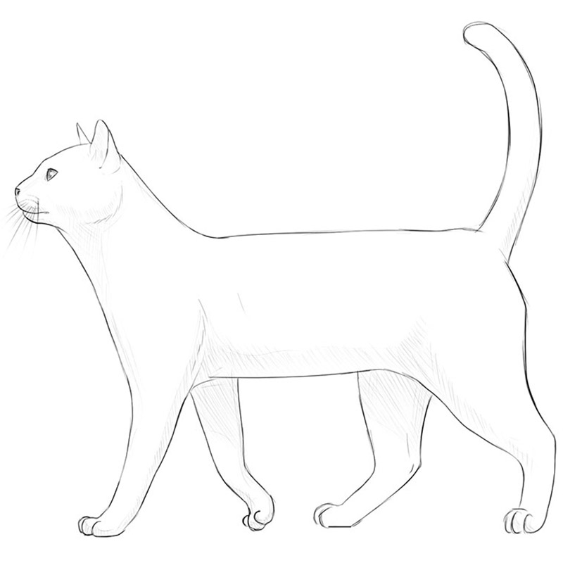 how to draw a realistic cat