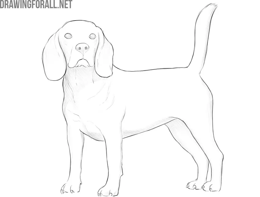how to draw a dog step by step realistic