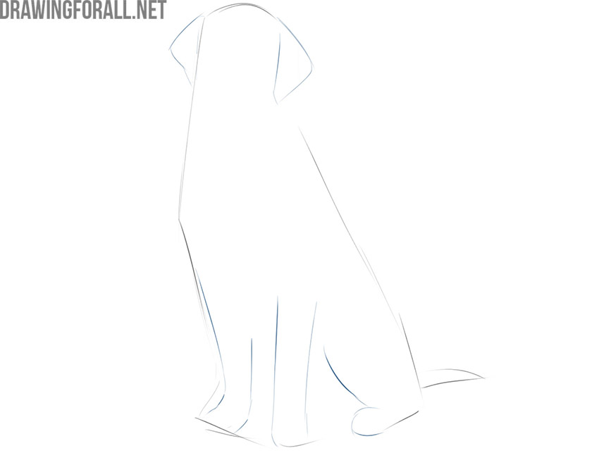How to Draw a Sitting Dog