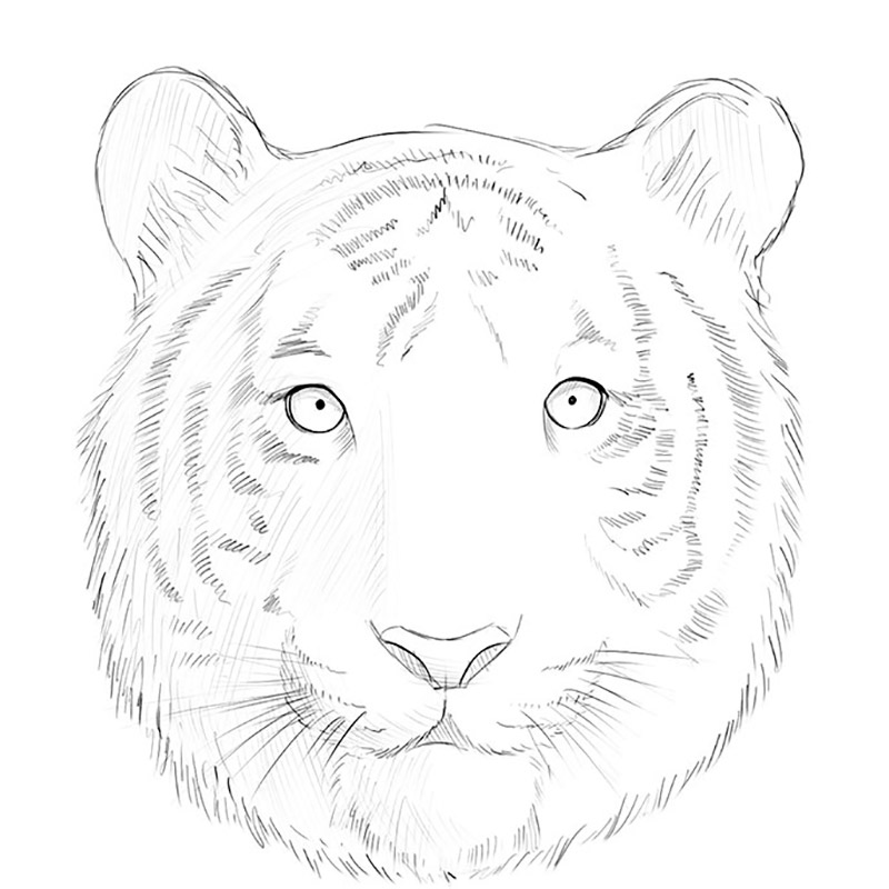 a menacing tiger face. a hand drawn illustration of a wild animal head.  line art drawing for emblem, poster, sticker, tattoo, etc Stock Photo -  Alamy