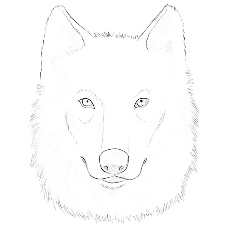 How to Draw a Wolf Puppy - Easy Drawing Tutorial For Kids