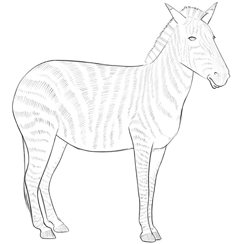 How to Draw a Zebra - HelloArtsy