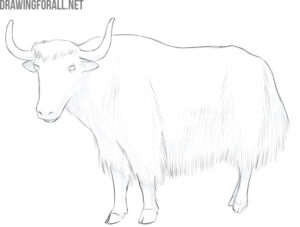 yak drawing | Drawingforall.net