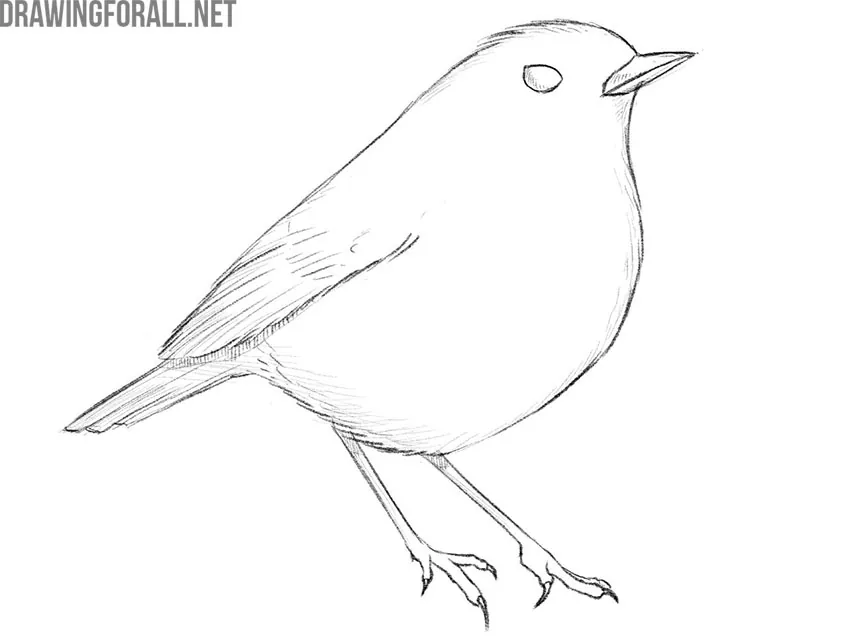 How to Draw a Bird  Drawingforallnet
