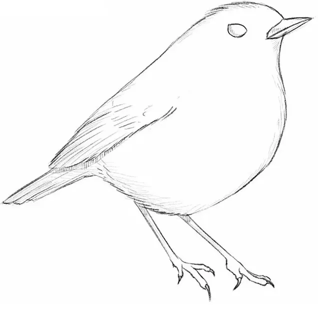 bird drawing tutorial.jpg