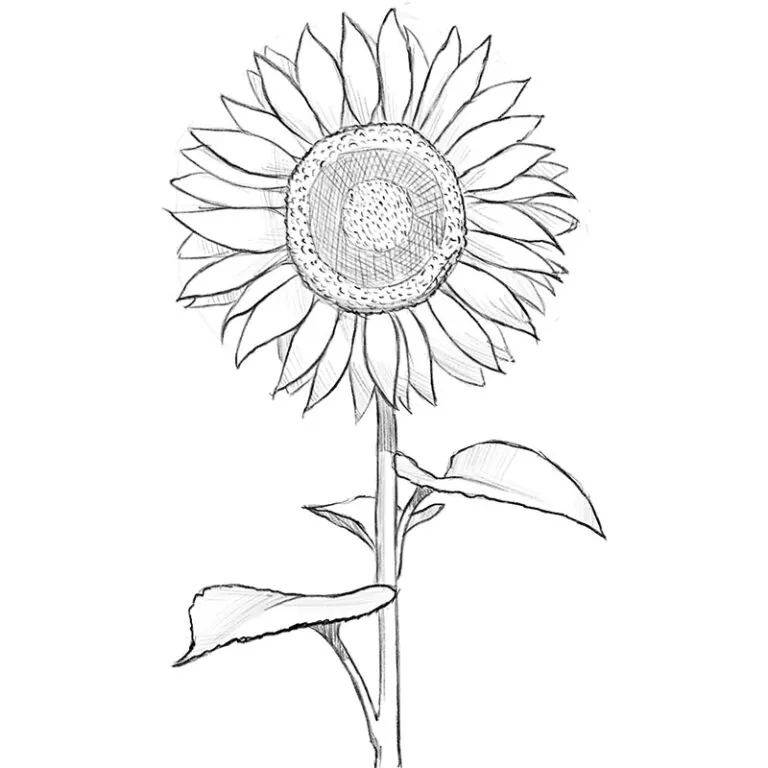 how to draw a sunflower 1